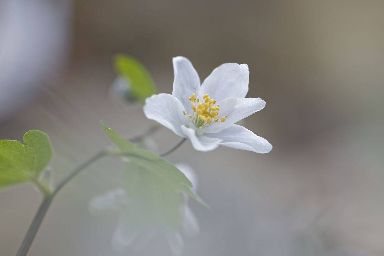 Автор: Jozef Mihalčin , Jozef Mihalčin