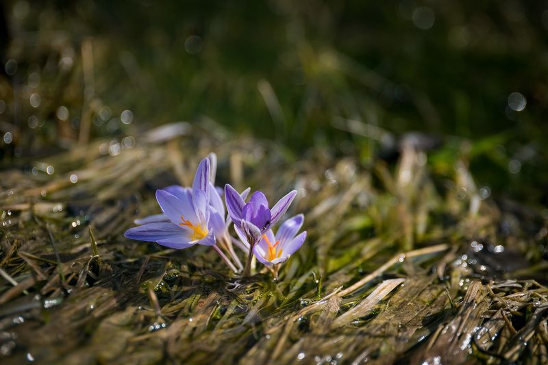 шафран, крокус, первоцветы, цветы, flowers, primulas, crócus reticulátus Шафран сетчатыйphoto preview