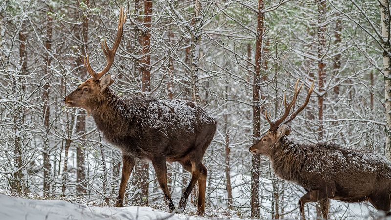пятнистые олени, олени, олень, беларусь, красный бор, зима Пятнистые олениphoto preview