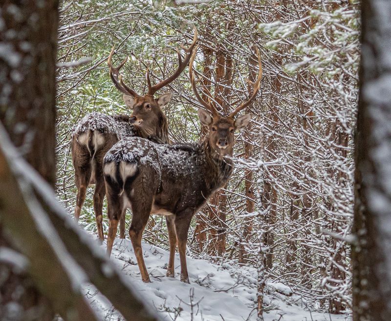 пятнистые олени, олени, олень, беларусь, красный бор, зима Встреча в лесуphoto preview