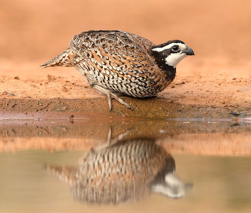 northern bobwhite, американская куропатка, американская куропатка, tx Northern Bobwhite - Виргинская американская куропаткаphoto preview