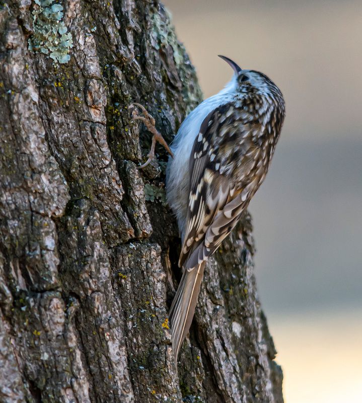 пищуха, птицы, кисловодск, кисловодский парк Пищухаphoto preview