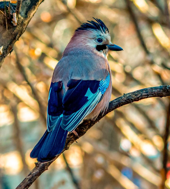 сойка, птицы, кисловодск, кисловодский парк Сойкаphoto preview