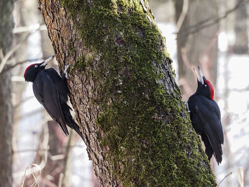 пряткиphoto preview