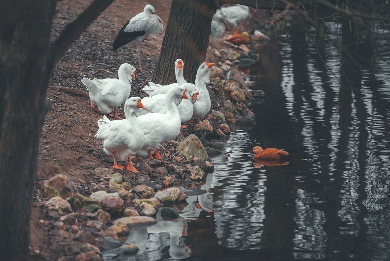Птичник фото превью