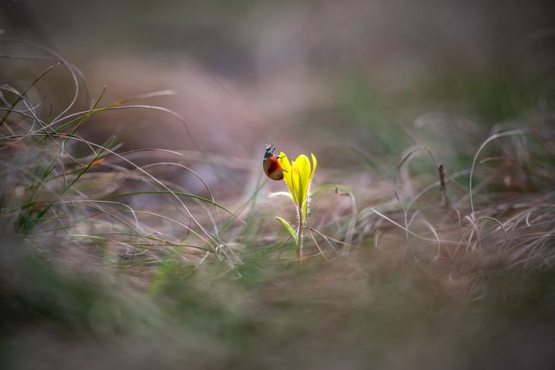 весна, вечер, цветок, божья коровка Первыйphoto preview