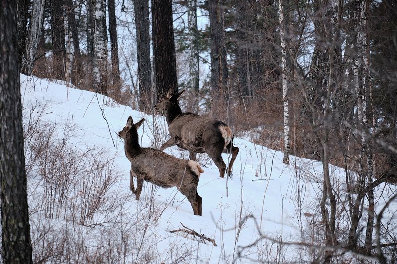 маралы, красноярские столбы Гуляютphoto preview
