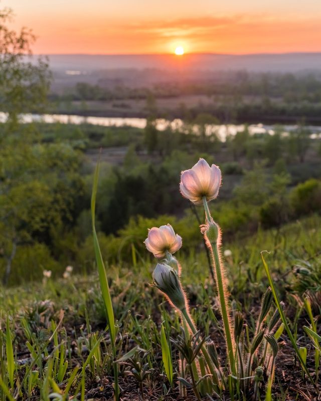прострел, подснежник, май, закат, весна Майский вечер фото превью