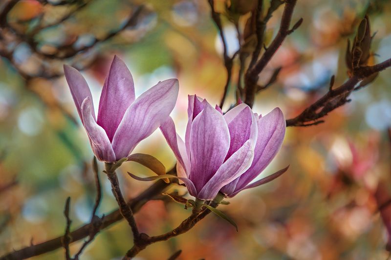 blue, brown, color, colors, color image, green, magnolia, nature, orange, photograph, photography, pink, red, spring, springtime, tree, trees, yellow, Магнолия моего заднего двора / My Backyard Magnoliaphoto preview