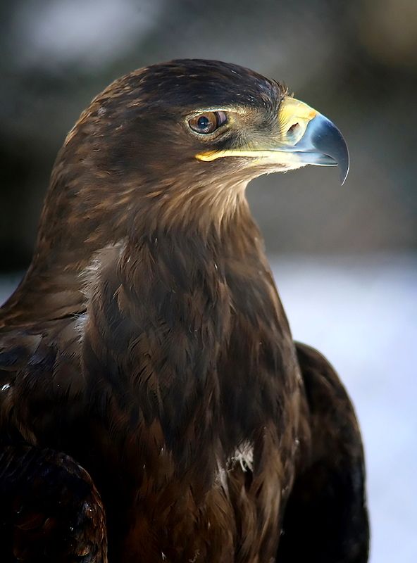 Степной орелphoto preview