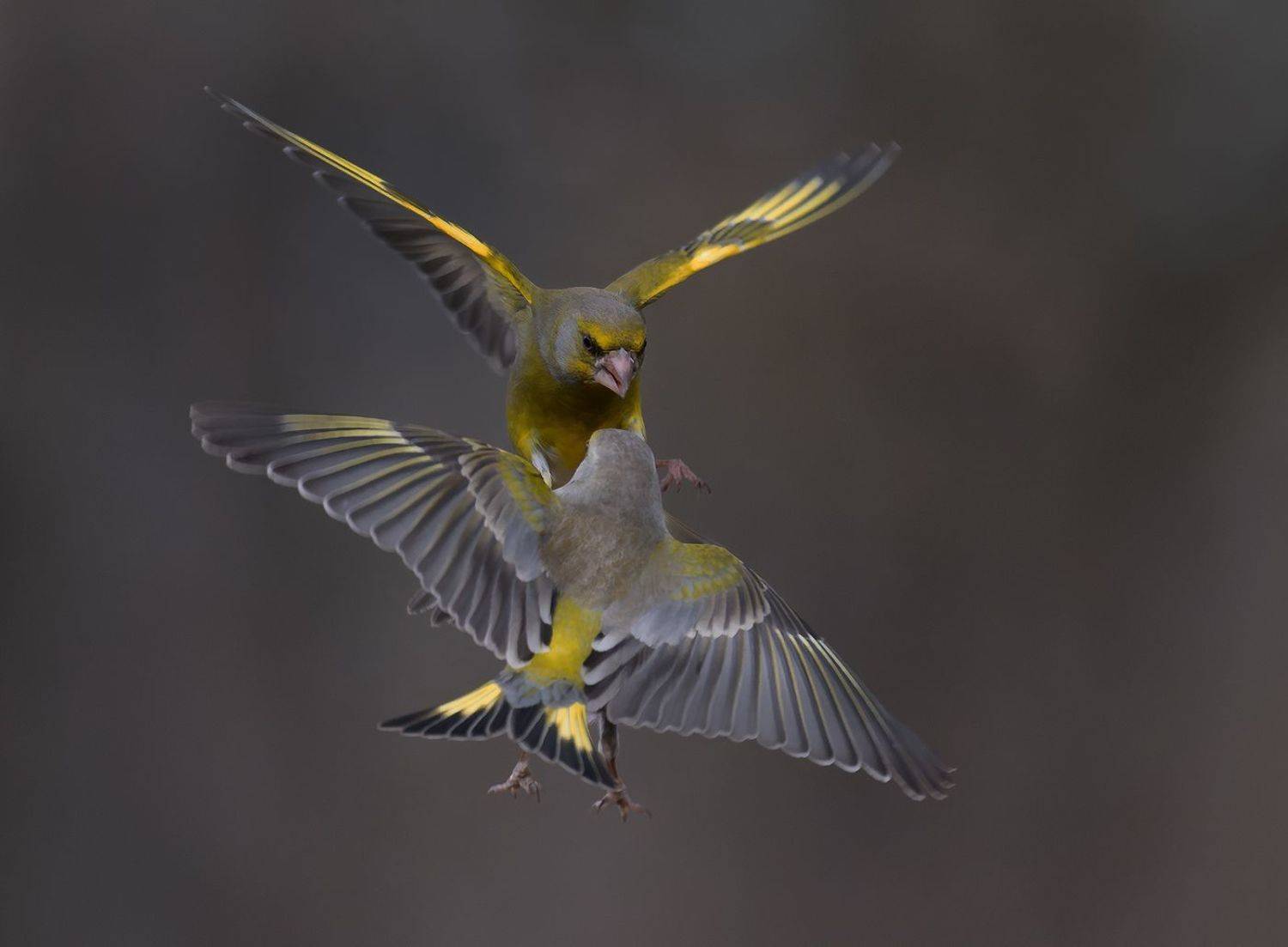 , Стефан Дянков