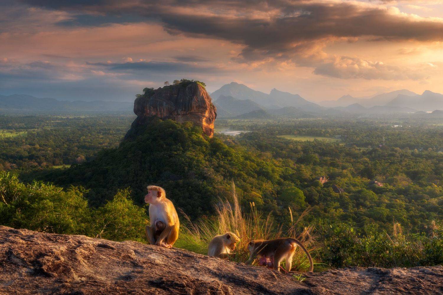 Сигирия и местные обитатели.. Автор: Cтанислав Малых Сигиря, Азия, Скала, Шри-Ланка, Обезьяны, Cтанислав Малых