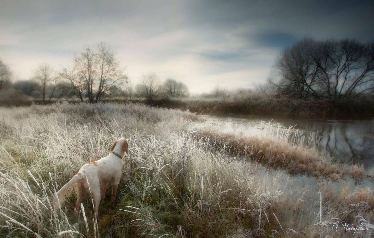 Запах зимы приходящей. Автор: Александр Чибиркин английский сеттер, пейзаж, Александр Чибиркин