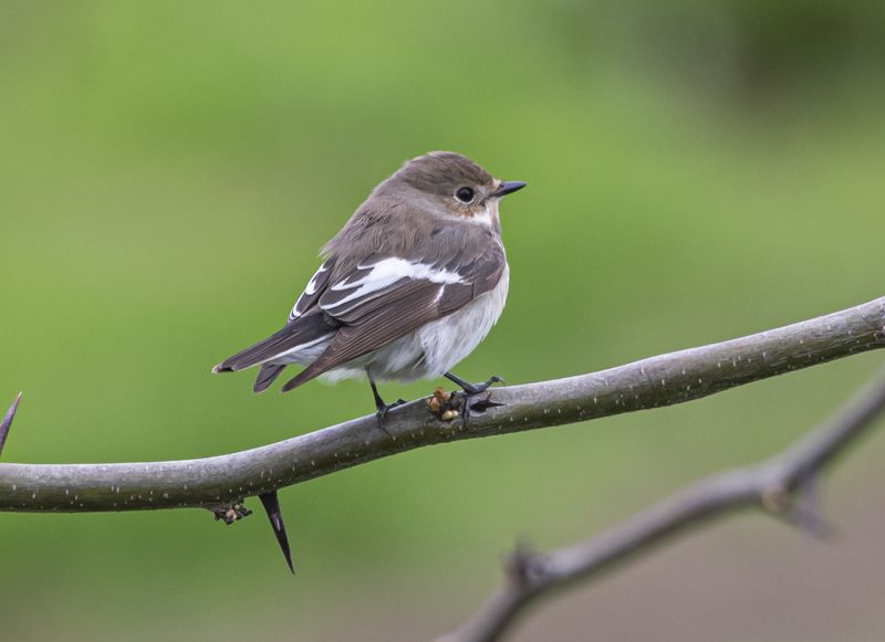 крым, опукский заповедник, птицы, мухоловка-пеструшка Мухоловка-пеструшкаphoto preview