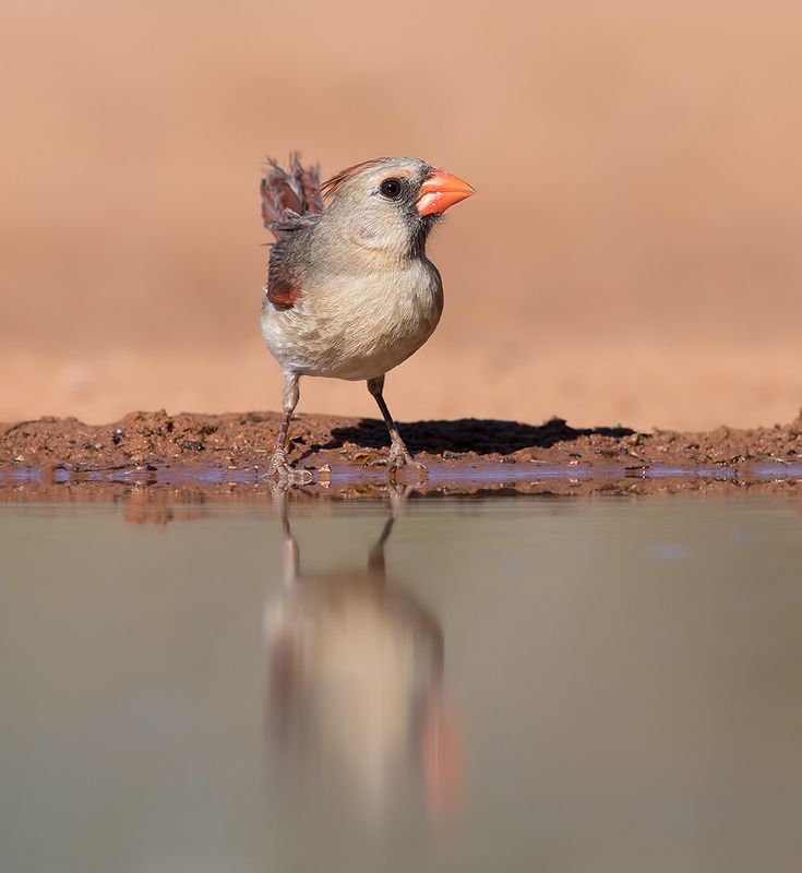 красный кардинал, northern cardinal, cardinal,кардинал, техас Female. Northern Cardinal - cамка. Красный кардиналphoto preview