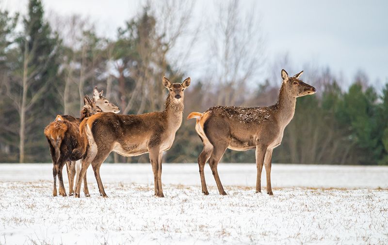 Олени, Благородный олень, Беларусь, Красный Бор, зима На опушкеphoto preview