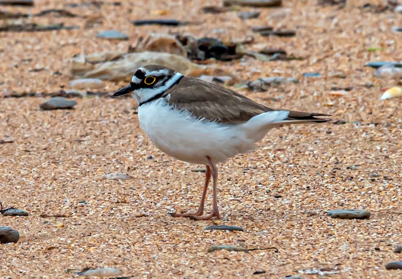 крым, опукский заповедник, птицы, малый зуек Малый зуекphoto preview