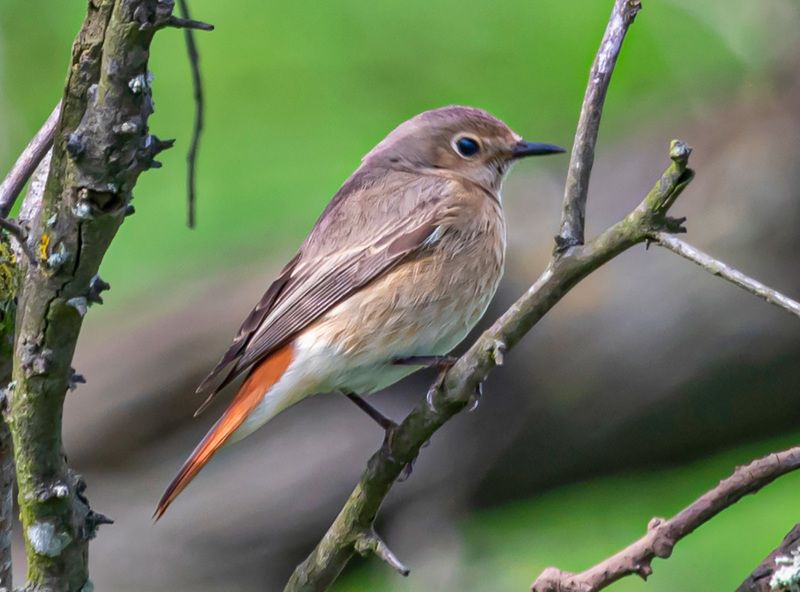 крым, опукский заповедник, птицы, обыкновенная горихвостка Обыкновенная горихвосткаphoto preview
