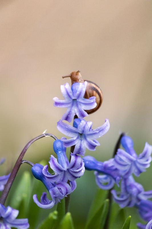 snail, macro, flower, blossom, hyacinth, улитка, макро, цветок Наверхуphoto preview