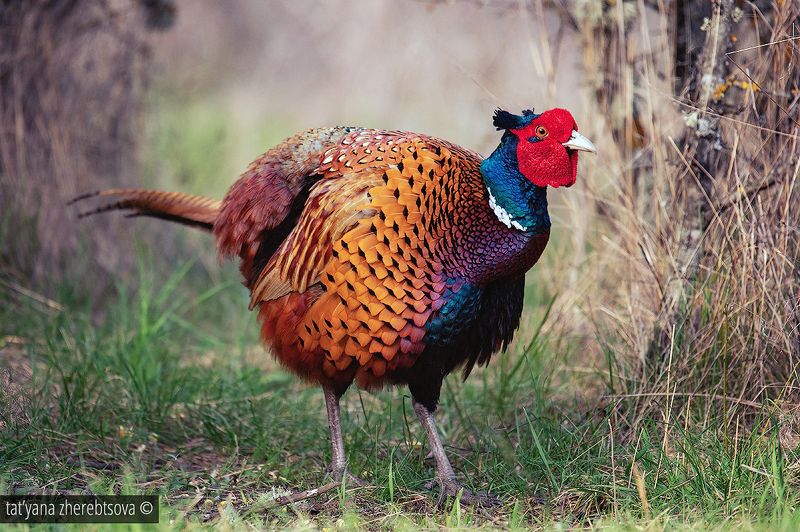 Фазанphoto preview