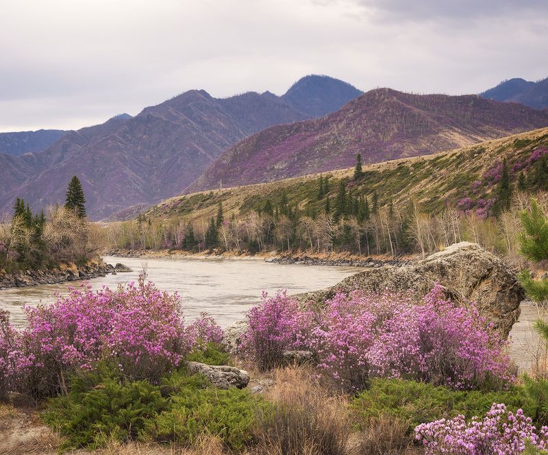 ...Алтайские весенние клумбы...photo preview