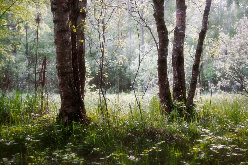 лес, лето, деревья, пейзаж, forest, woodland, summer, landscape, trees В летнем лесуphoto preview