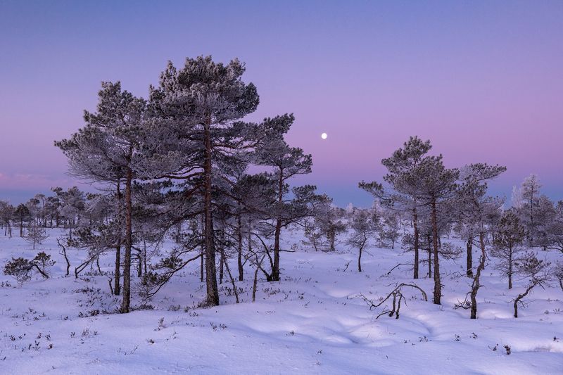 Морозное утро на болотеphoto preview