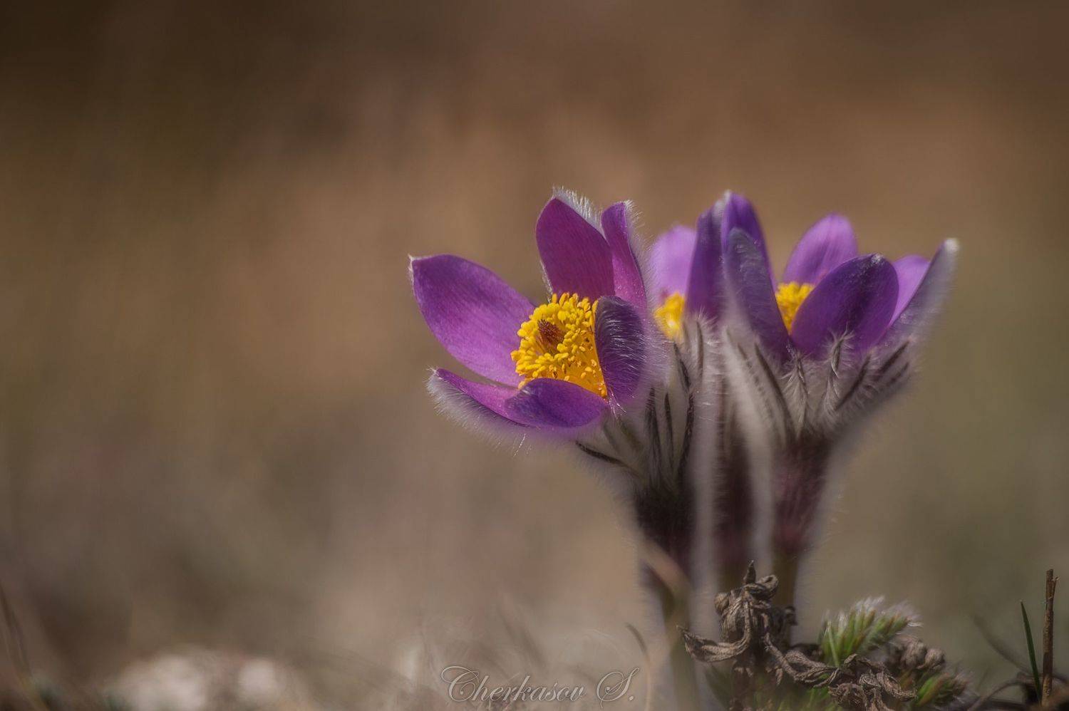 Автор: Черкасов Сергей крым, весна, цветы, сон-трава, прострел,, Черкасов Сергей