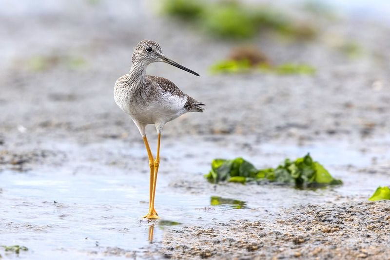 птицы, уругвай ***photo preview