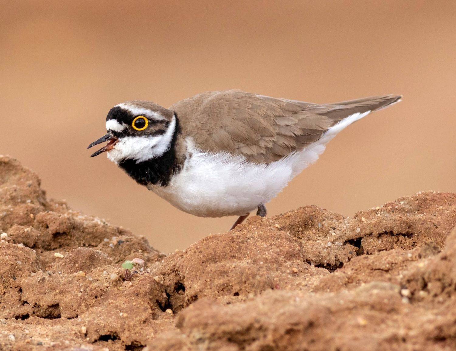 Малый зуек. Автор: Павел Краснослободцев малый зуек, кулик, птица, фотоохота, birds, Павел Краснослободцев