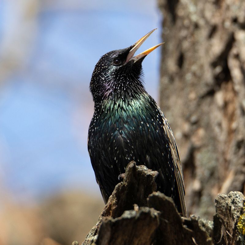 Скворецphoto preview