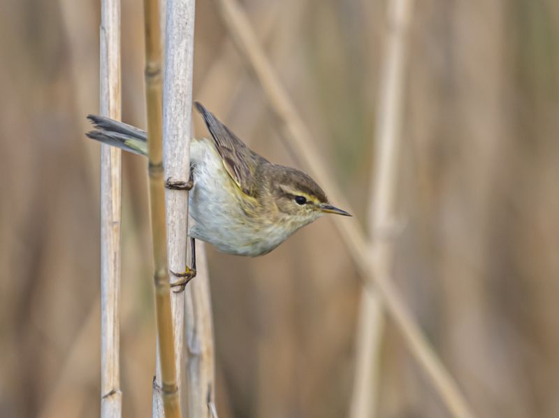 птицы, крым, опукский заповедник, пеночка Пеночкаphoto preview