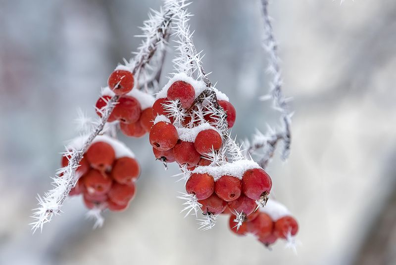 мороз, изморозь, сибирская ягодная яблоня, март Острые иглы морозаphoto preview