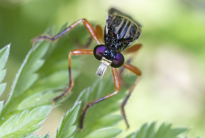 ктырь, диптера, муха, глаза Бородатая мухаphoto preview
