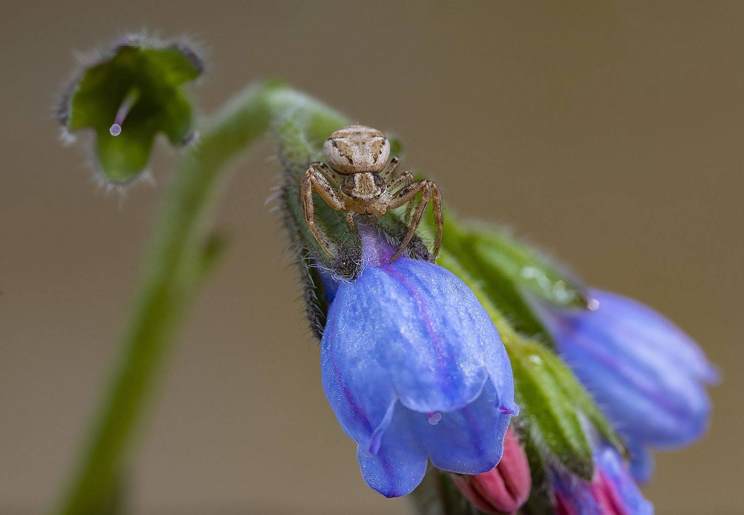В цветочной засаде. Автор: Александр Широких цветы окопника, паучок, охота на мух, Александр Широких