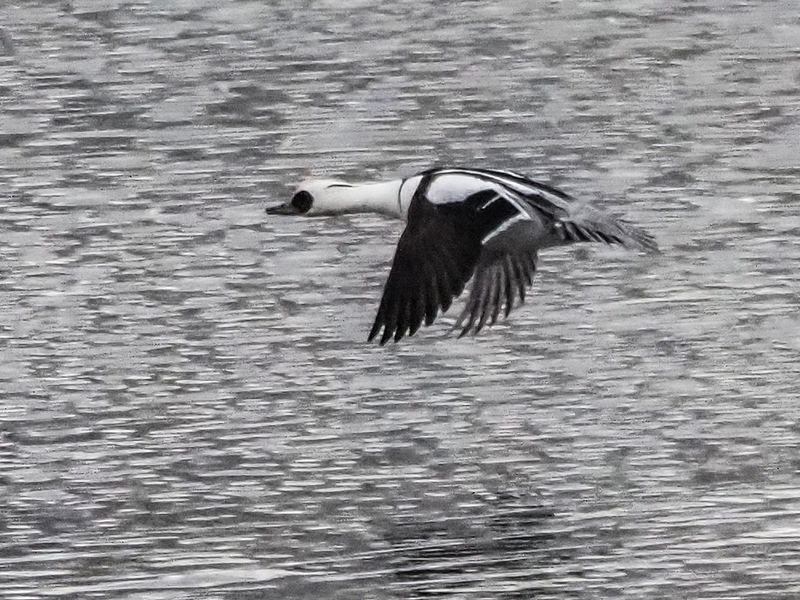 полетphoto preview