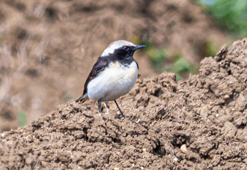 крым, опукский заповедник, птицы, каменка-плешанка Каменка-плешанкаphoto preview