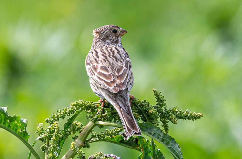 крым, опукский заповедник, птицы, просянка Просянкаphoto preview