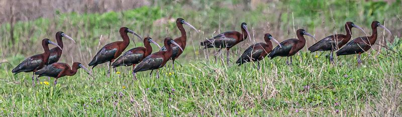 крым, опукский заповедник, птицы, каравайка Каравайкиphoto preview