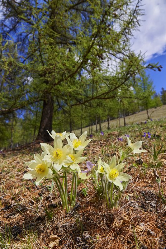 Подснежникиphoto preview