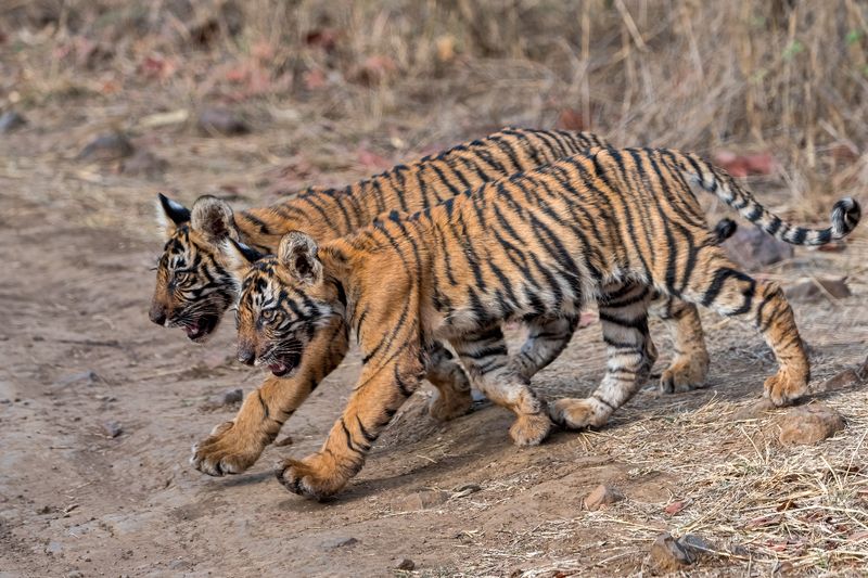 Кто шагает дружно в ряд?photo preview