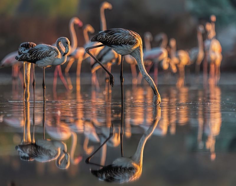 Flaming różowy (Phoenicopterus roseus)photo preview