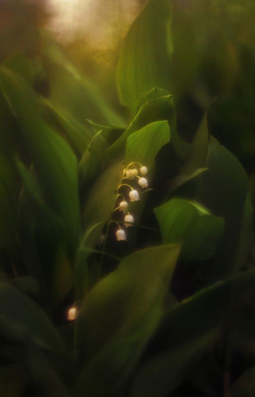 Затерявшийся ландышphoto preview