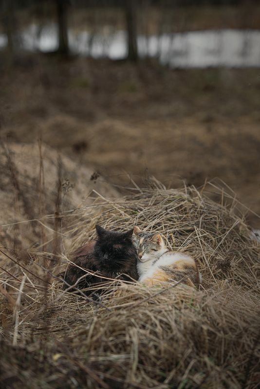 кот, кошка, спят, вдвоём, весна, дождь, трава Теплая история про холодную погодуphoto preview