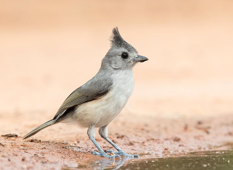 синица чёрнохохлатая, black-crested titmouse, синица, titmouse, texas Young. Black-crested Titmouse - Синица чёрнохохлатаяphoto preview