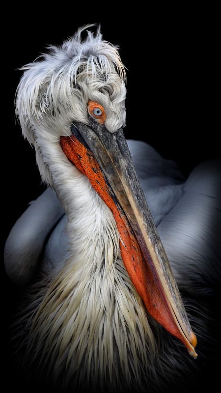 Кудрявый пеликанphoto preview