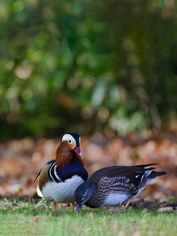 UK wildlife mandarinducks london birds couple Couple Lovephoto preview