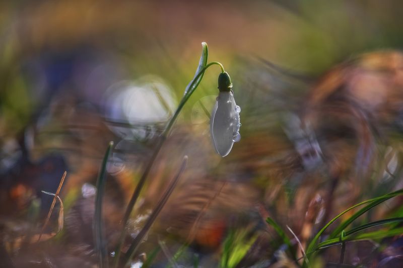 Весенний карнавал 2023photo preview