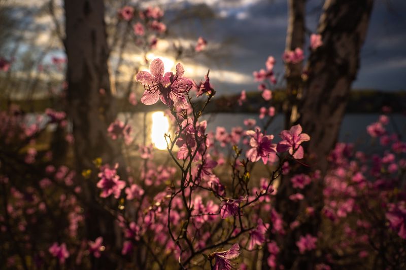 багульник, прострел, верба, подснежник, цветы, рассвет, закат Весеннее цветение фото превью