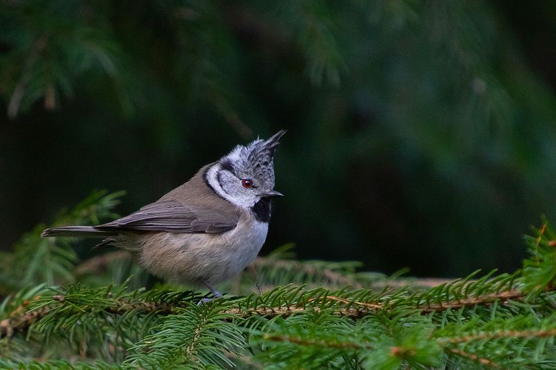 птица  синица  хохлатая  ель Хохлатая синицаphoto preview